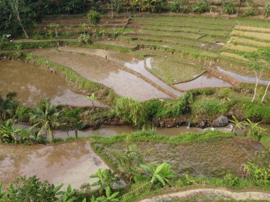 Kendal, Central Java köyündeki tarımsal pirinç tarlalarının manzarası. Teraslı pirinç tarlaları gibi. Bali Endonezya.