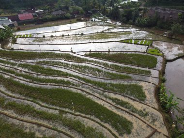 Kendal, Central Java köyündeki tarımsal pirinç tarlalarının manzarası. Teraslı pirinç tarlaları gibi. Bali Endonezya.