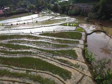 Kendal, Central Java köyündeki tarımsal pirinç tarlalarının manzarası. Teraslı pirinç tarlaları gibi. Bali Endonezya.