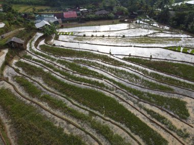 Kendal, Central Java köyündeki tarımsal pirinç tarlalarının manzarası. Teraslı pirinç tarlaları gibi. Bali Endonezya.