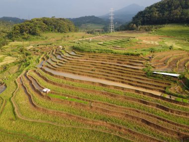 Kendal, Central Java köyündeki tarımsal pirinç tarlalarının manzarası. Teraslı pirinç tarlaları gibi. Bali Endonezya.