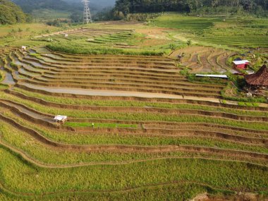 Kendal, Central Java köyündeki tarımsal pirinç tarlalarının manzarası. Teraslı pirinç tarlaları gibi. Bali Endonezya.