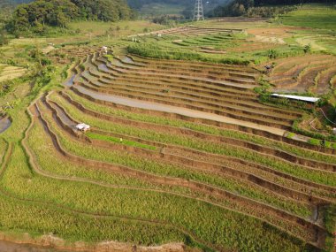 Kendal, Central Java köyündeki tarımsal pirinç tarlalarının manzarası. Teraslı pirinç tarlaları gibi. Bali Endonezya.