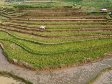 Kendal, Central Java köyündeki tarımsal pirinç tarlalarının manzarası. Teraslı pirinç tarlaları gibi. Bali Endonezya.