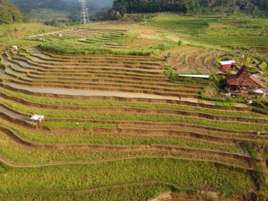 Kendal, Central Java köyündeki tarımsal pirinç tarlalarının manzarası. Teraslı pirinç tarlaları gibi. Bali Endonezya.