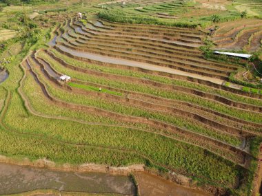 Kendal, Central Java köyündeki tarımsal pirinç tarlalarının manzarası. Teraslı pirinç tarlaları gibi. Bali Endonezya.