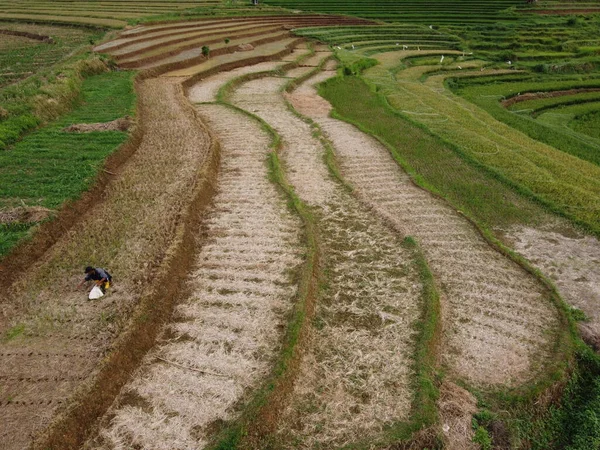 Aerial Panorama Agrarian Rice Fields Landscape Village Kendal Central Java —  Fotos de Stock