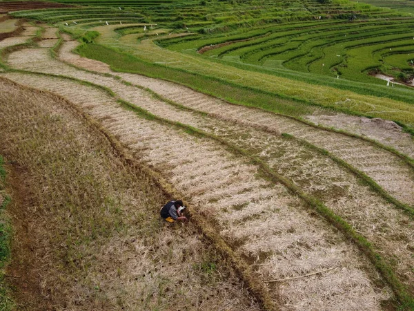 Panorama Udara Sawah Pertanian Lanskap Desa Kendal Jawa Tengah Seperti — Stok Foto