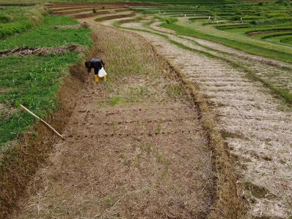 Aerial Panorama Agrarian Rice Fields Landscape Village Kendal Central Java — Foto de Stock