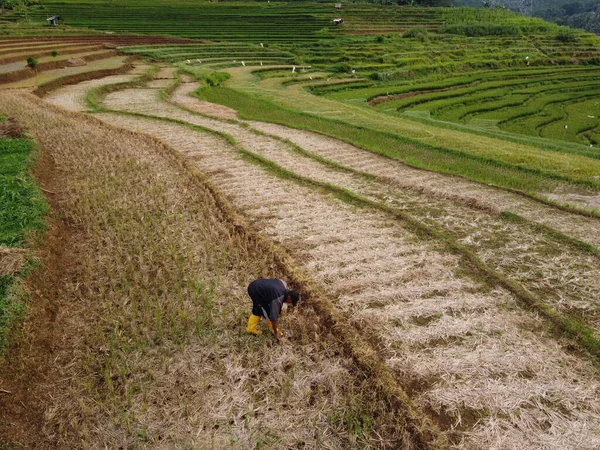 Aerial Panorama Agrarian Rice Fields Landscape Village Kendal Central Java — стокове фото