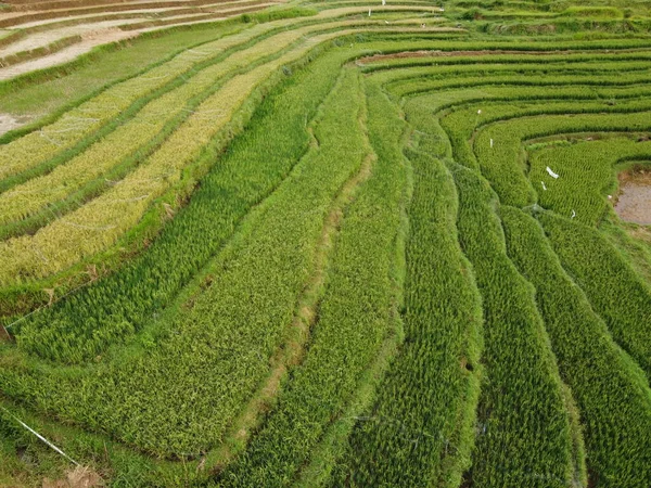 Antenn Panorama Över Agrara Risfält Landskap Byn Kendal Central Java — Stockfoto