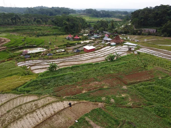 Panorama Aéreo Paisagem Campos Arroz Agrário Aldeia Kendal Java Central — Fotografia de Stock