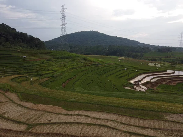 Kendal, Central Java köyündeki tarımsal pirinç tarlalarının manzarası. Teraslı pirinç tarlaları gibi. Bali Endonezya.