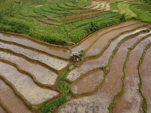 Aerial Panorama Agrarian Rice Fields Landscape Village Kendal Central Java — стокове фото