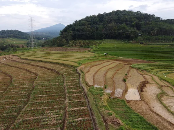 Kendal, Central Java köyündeki tarımsal pirinç tarlalarının manzarası. Teraslı pirinç tarlaları gibi. Bali Endonezya.