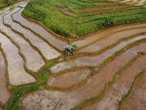 Antenn Panorama Över Agrara Risfält Landskap Byn Kendal Central Java — Stockfoto
