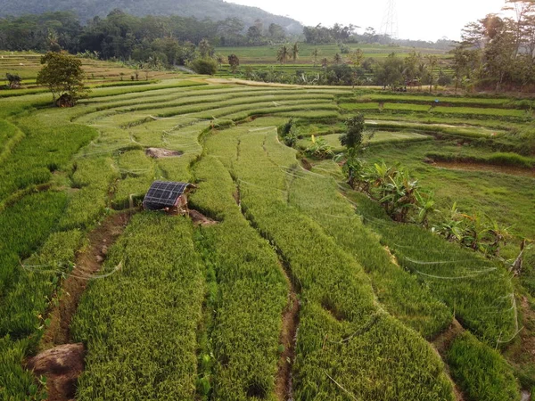 Panorama Aérien Des Rizières Agricoles Paysage Dans Village Kendal Java — Photo