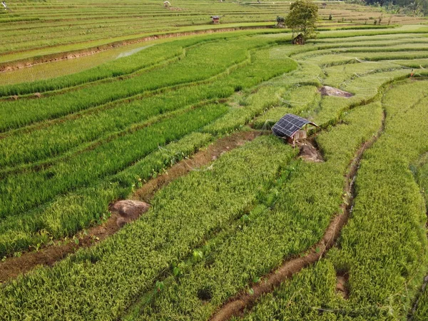 Авіаційна Панорама Аграрних Рисових Полів Ландшафт Селі Кендал Центральна Ява — стокове фото