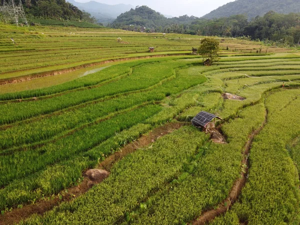 Kendal, Central Java köyündeki tarımsal pirinç tarlalarının manzarası. Teraslı pirinç tarlaları gibi. Bali Endonezya.