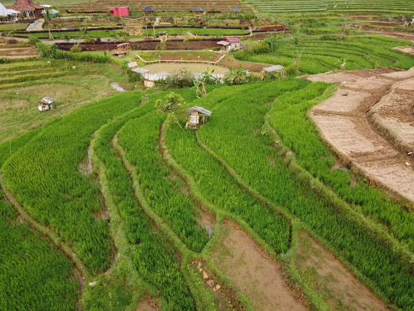 Antenn Panorama Över Agrara Risfält Landskap Byn Kendal Central Java — Stockfoto