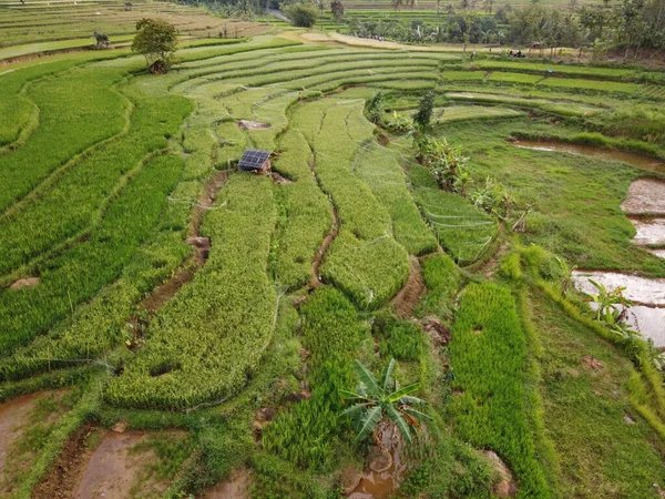 Kendal, Central Java köyündeki tarımsal pirinç tarlalarının manzarası. Teraslı pirinç tarlaları gibi. Bali Endonezya.