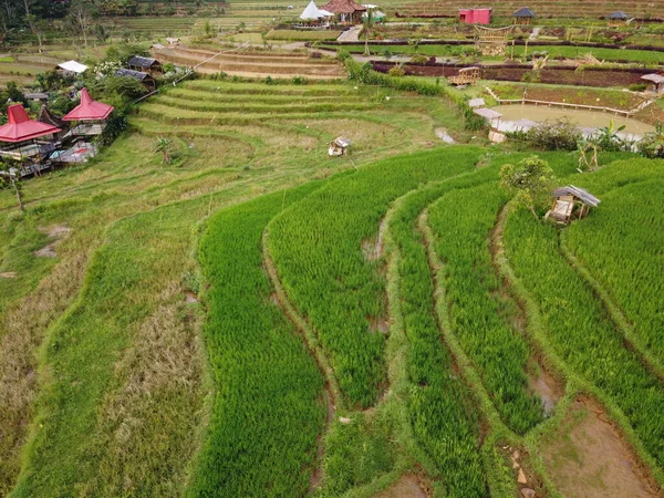 Panorama Aéreo Los Campos Arroz Agrario Paisaje Pueblo Kendal Java — Foto de Stock