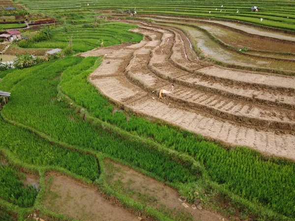 Kendal, Central Java köyündeki tarımsal pirinç tarlalarının manzarası. Teraslı pirinç tarlaları gibi. Bali Endonezya.