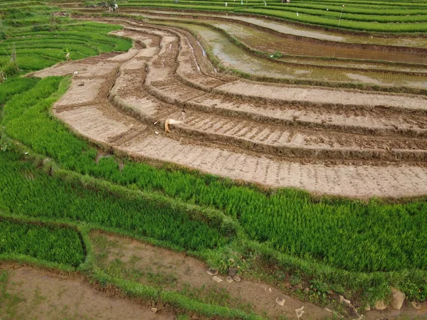 Kendal, Central Java köyündeki tarımsal pirinç tarlalarının manzarası. Teraslı pirinç tarlaları gibi. Bali Endonezya.