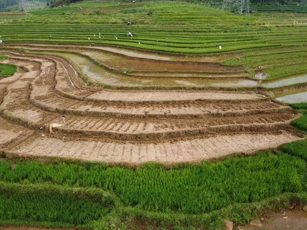 Kendal, Central Java köyündeki tarımsal pirinç tarlalarının manzarası. Teraslı pirinç tarlaları gibi. Bali Endonezya.