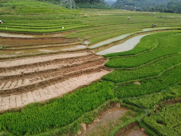Panorama Aérien Des Rizières Agricoles Paysage Dans Village Kendal Java — Photo