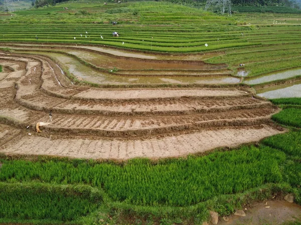 Panorama Aérien Des Rizières Agricoles Paysage Dans Village Kendal Java — Photo