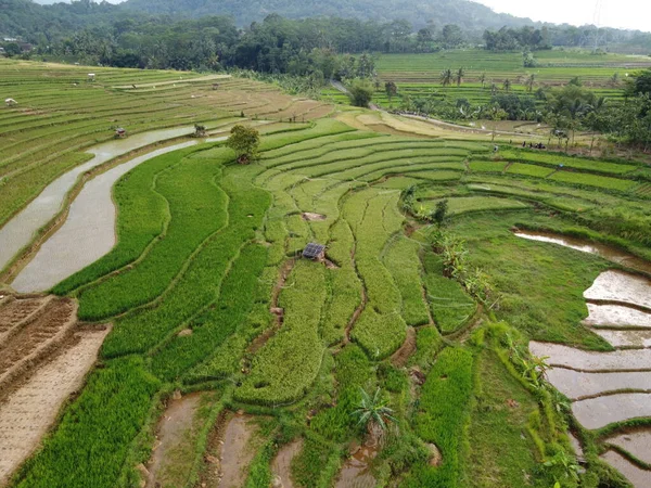 Kendal, Central Java köyündeki tarımsal pirinç tarlalarının manzarası. Teraslı pirinç tarlaları gibi. Bali Endonezya.