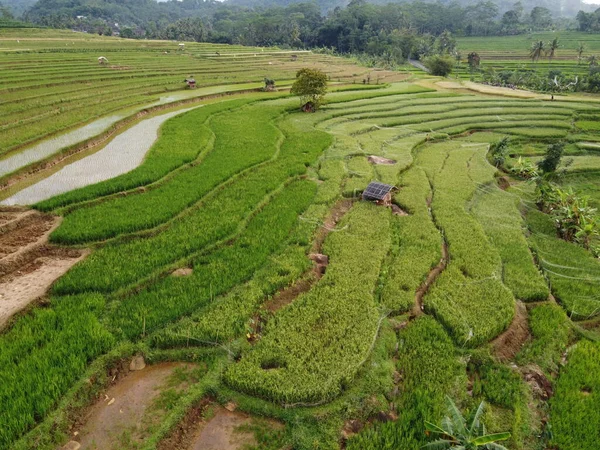 Kendal, Central Java köyündeki tarımsal pirinç tarlalarının manzarası. Teraslı pirinç tarlaları gibi. Bali Endonezya.