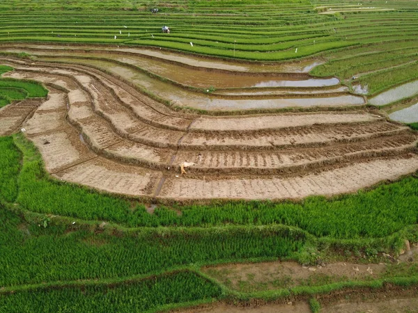 Aerial Panorama Agrarian Rice Fields Landscape Village Kendal Central Java — стоковое фото