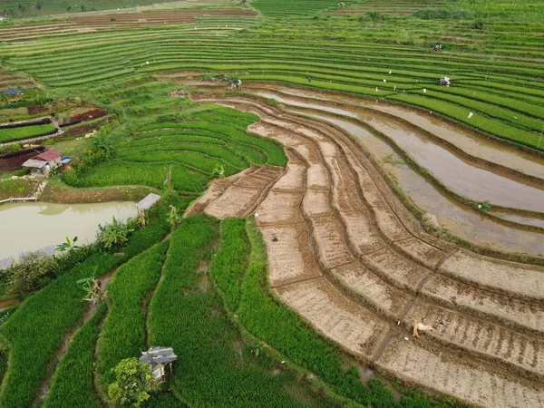 Panorama Aérien Des Rizières Agricoles Paysage Dans Village Kendal Java — Photo