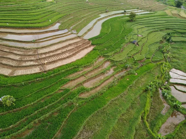 Aerial Panorama Agrarian Rice Fields Landscape Village Kendal Central Java —  Fotos de Stock