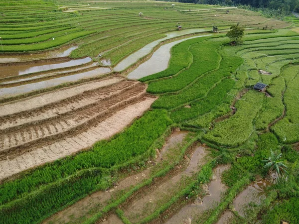 Aerial Panorama Agrarian Rice Fields Landscape Village Kendal Central Java — Photo