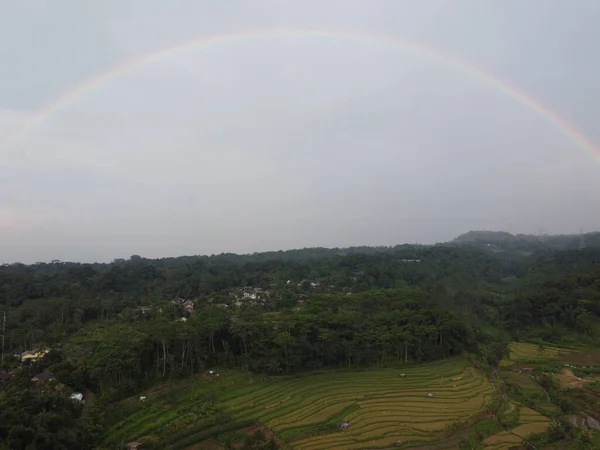 Aerial Panorama Agrarian Rice Fields Landscape Village Kendal Central Java — Zdjęcie stockowe