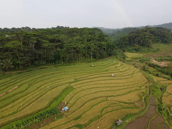 Kendal, Central Java köyündeki tarımsal pirinç tarlalarının manzarası. Teraslı pirinç tarlaları gibi. Bali Endonezya.
