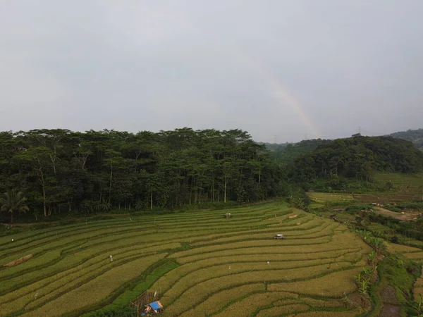 Kendal, Central Java köyündeki tarımsal pirinç tarlalarının manzarası. Teraslı pirinç tarlaları gibi. Bali Endonezya.