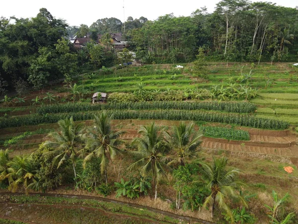Aerial Panorama Agrarian Rice Fields Landscape Village Kendal Central Java — Stockfoto