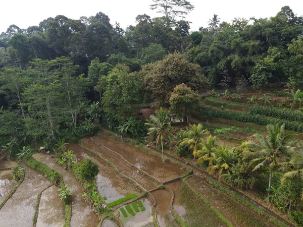 Panorama Aérien Des Rizières Agricoles Paysage Dans Village Kendal Java — Photo