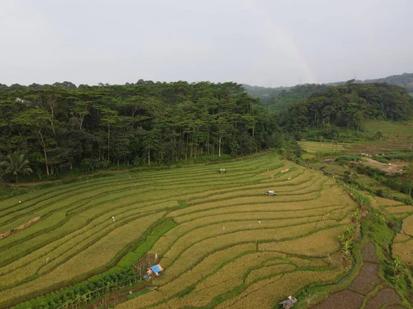Kendal, Central Java köyündeki tarımsal pirinç tarlalarının manzarası. Teraslı pirinç tarlaları gibi. Bali Endonezya.
