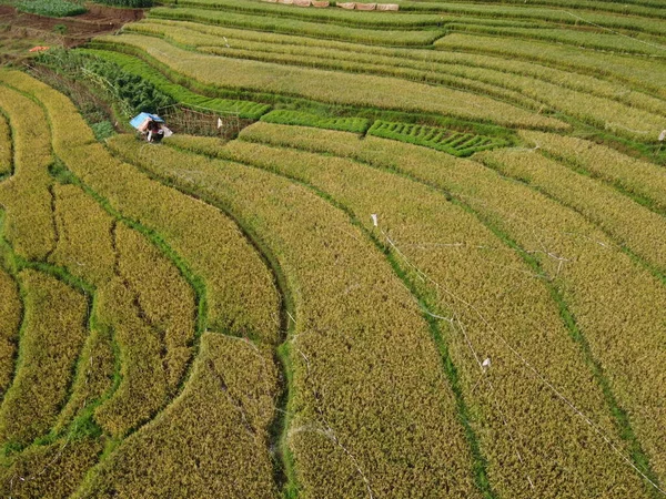 爪哇中部肯德尔村农田景观的空中全景 像一个梯形稻田 印度尼西亚巴厘 — 图库照片