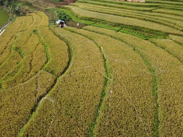 Aerial Panorama Agrarian Rice Fields Landscape Village Kendal Central Java — стокове фото