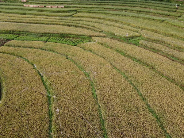 Aerial Panorama Agrarian Rice Fields Landscape Village Kendal Central Java — Fotografia de Stock