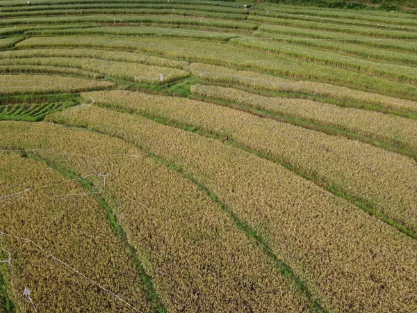 Kendal, Central Java köyündeki tarımsal pirinç tarlalarının manzarası. Teraslı pirinç tarlaları gibi. Bali Endonezya.
