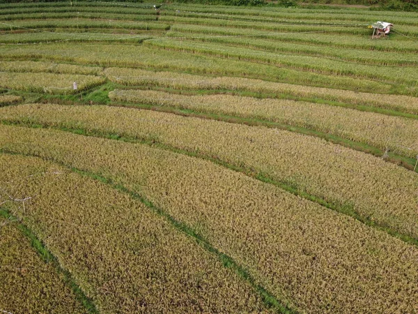 Kendal, Central Java köyündeki tarımsal pirinç tarlalarının manzarası. Teraslı pirinç tarlaları gibi. Bali Endonezya.