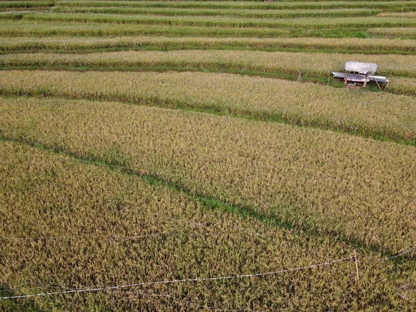 Kendal Central Java Köyündeki Tarımsal Pirinç Tarlalarının Manzarası Teraslı Pirinç — Stok fotoğraf