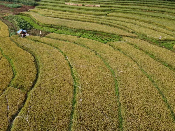 Légi Panoráma Agrár Rizsföldek Táj Falu Kendal Közép Jáva Mint — Stock Fotó